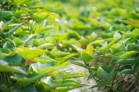 Young  sweet potato plant in the field,organic farm.の写真素材