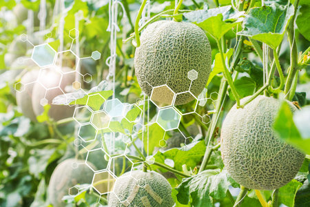 Biology structure nature and science, Melon with biochemistry structure.の写真素材