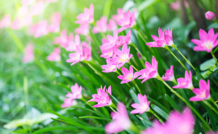 Pink rain lily flower in the garden.の写真素材