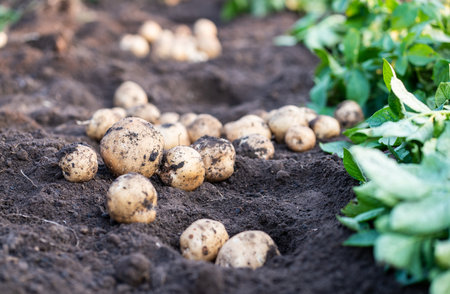 Fresh organic potatoes in the field,harvesting potatoes from soil.の写真素材