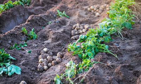 Fresh organic potatoes in the field,harvesting potatoes from soil.の写真素材