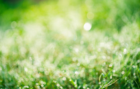 Green abstract blur beautiful bokeh light ,Summer sunlight and a copy space background.の写真素材