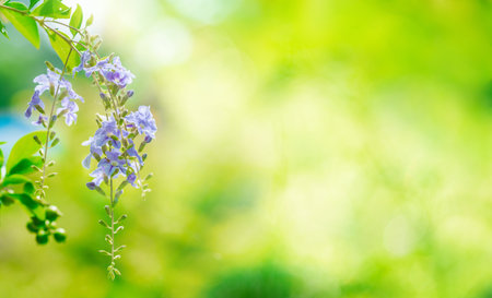 Purple flowers in beautiful nature on blurred background,copy space,in summer background.の写真素材