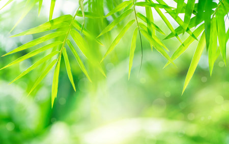 Beautiful nature background with green leaf bamboo on blurred greenery,copy space,in summer background.の写真素材