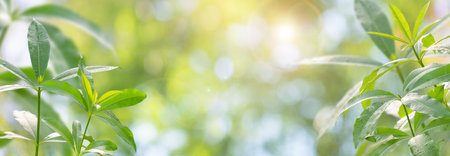 Beautiful nature background with green leaf on blurred greenery,copy space,in summer background.の写真素材