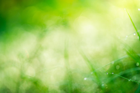 Green abstract blur beautiful bokeh light ,Summer sunlight and a copy space background.の写真素材