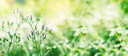 Beautiful nature background with green leaf and grass flowers on blurred greenery,copy space,in summer background.の写真素材
