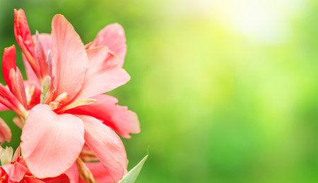 Red flowers in beautiful nature on blurred background,copy space,in summer background.の写真素材