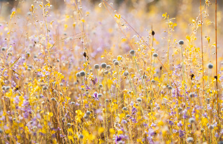Field of wild flowers, yellow flowers, flowers background.の写真素材