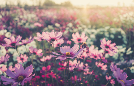 Pink cosmos flowers full blooming in the field with sunrises.の写真素材
