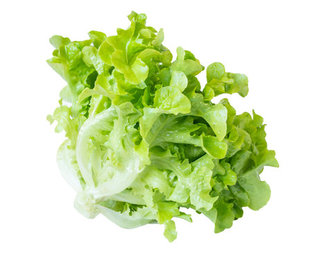 Fresh Green Oak lettuce isolated on white background with clipping path.の写真素材