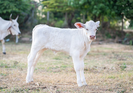 A white Charolais calf posing outdoors standing in grassy meadow.の写真素材