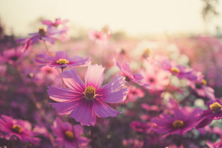 Pink cosmos flowers full blooming in the field with sunrises.の写真素材