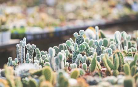 Cactus desert plant in pot.の写真素材