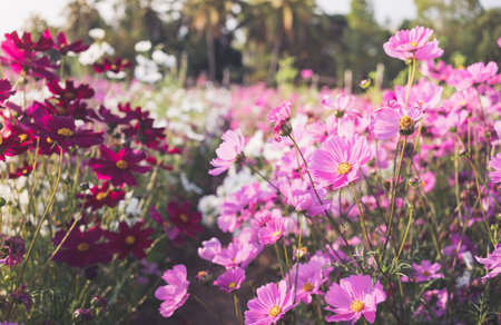 Pink cosmos flowers full blooming in the field.の写真素材