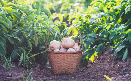 fresh organic potatoes in a bamboo basket in the field,harvesting potatoes from soil.の写真素材