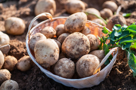 fresh organic potatoes in a wicker basket in the field,harvesting potatoes from soil.の写真素材