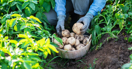 farmer harvesting potatoes in the field.の写真素材