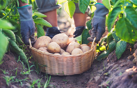 farmer harvesting potatoes in the field.の写真素材