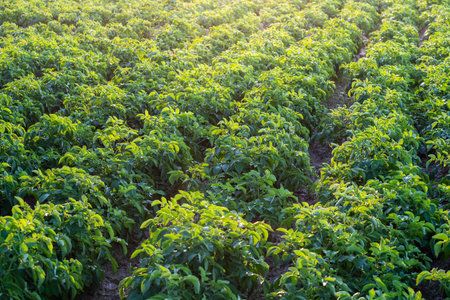 Young potato plant in the field,organic farm.の写真素材