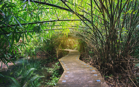 Pathway in Beautiful rain forest at nature tropical,Tha Pom,Krabi ,Thailand.の写真素材