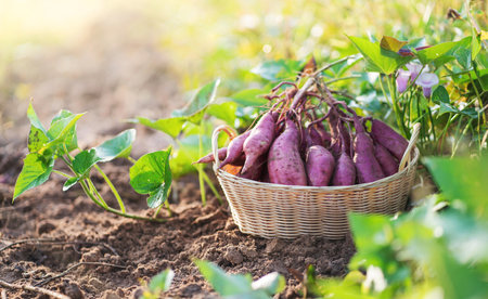 fresh organic sweet potatoes in basket on the field,harvesting potatoes from soil.の写真素材