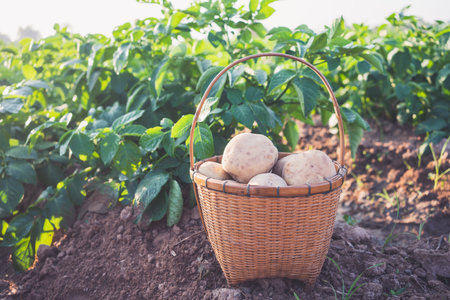 fresh organic potatoes in a wicker basket in the field,harvesting potatoes from soil.の写真素材