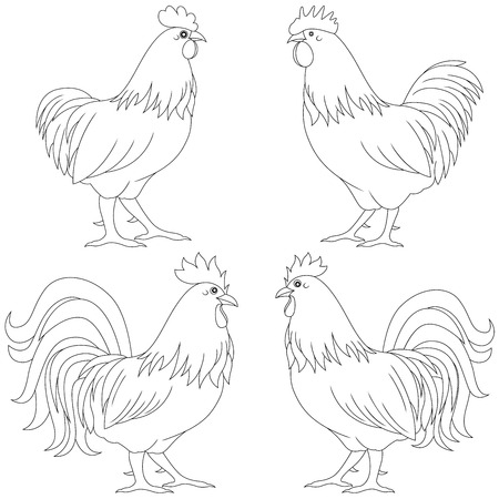 Set of four various rooster vector contours isolated on the white backgroundのイラスト素材