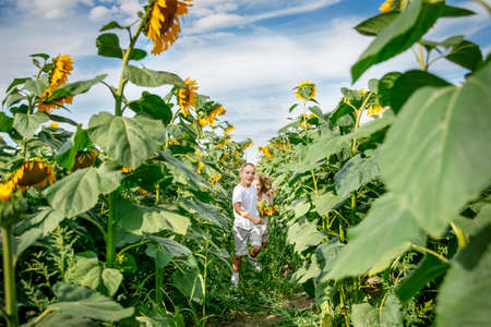 Cheerful children run along the path in the sunflowers field, sunny dayの写真素材