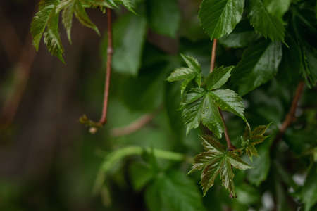 Raindrops, water drops on green leaves, selective focusの写真素材