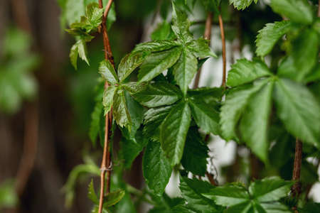 water drops on green leaves, selective focusの写真素材