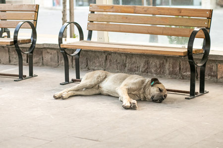 a homeless dog with a chip in his ear lies on the ground in the street near a bench, the theme of the protection of homeless animalsの写真素材