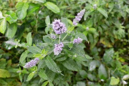 Close-up of Fresh Mint Plant With Purple Flowers Grown in Forest. The aromatic leaves of a plant of the mint family, or an essential oil obtained from them, used as a flavoring in food. Medical herbs.の写真素材
