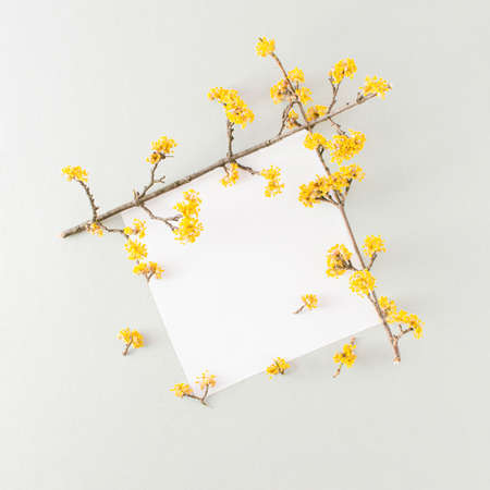 Two branches of yellow spring flowers and paper card note.  Minimal flat lay.の写真素材