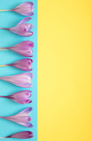 Spring crocus flower on blue and yellow backgroud. Womens day composition with free copy space for...