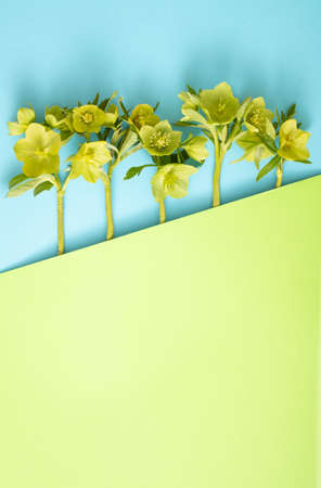 Fresh spring green flowers on blue background. Minimal flat lay composition with empty copy space.の写真素材