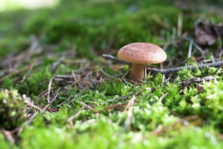 Close-up of Mushroom in the forest on a sunny summer dayの写真素材