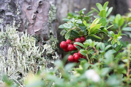 Close-up of cranberries in the forest on a sunny summer dayの写真素材