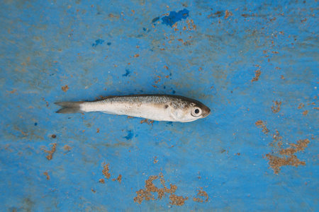 small fish on a blue background