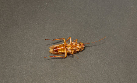 large cockroach close-up on a dark background with legs up. Concept of parasite and insect control