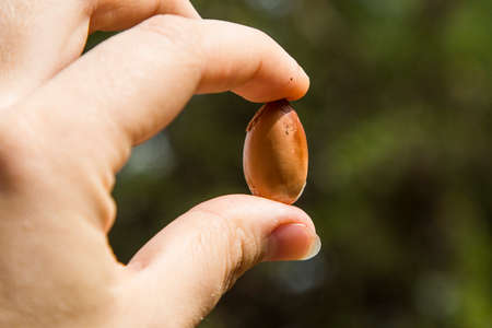 the nut of the argan tree in hand top view close-up. Argania spinosa - Argana. High quality photoの写真素材