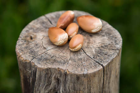 argan tree nuts on a wooden log house top view close-up. Argania spinosa - Argana. High quality photoの写真素材