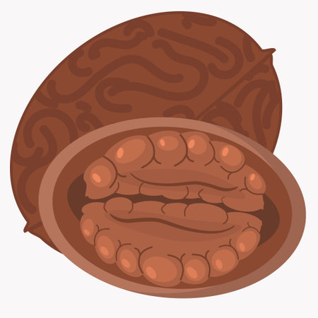 illustration of a whole and half walnut on a white backgroundのイラスト素材