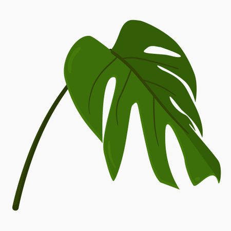 leaf of a plant called monsteraのイラスト素材