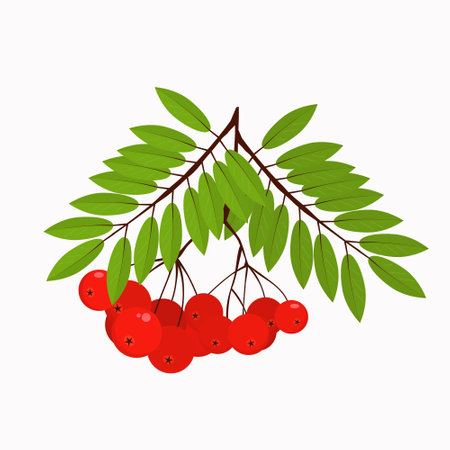 illustration of a Rowan branch with leaves on a white background, winter berryのイラスト素材