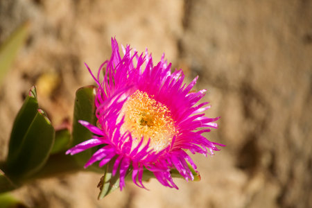 blooming crimson flower, spring photoの写真素材