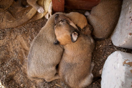 little sleeping puppies of a stray street dog.の写真素材