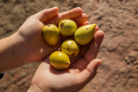 fresh fruits of the argan tree, sunny photoの写真素材