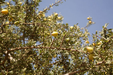 Fresh argan fruits on a branch