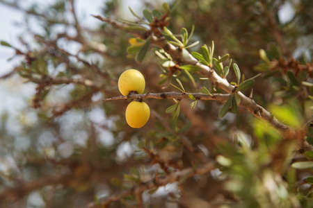 Fresh argan fruits on a branchの写真素材